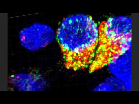 8 Year-Old Human Lung D036 8 Year-Old Human Lung D036