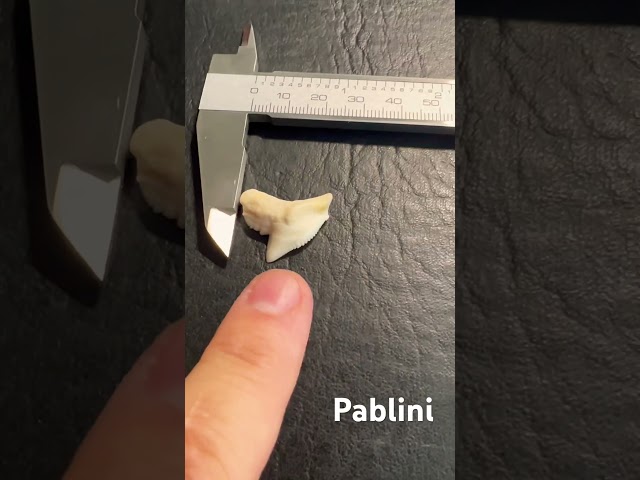 Vídeo relacionado con YUVKIN 3 Colgantes de Collar con Diente de Tiburón para Niñas, Niños, Mujeres y Hombres, Estilo Surfista (blanco, negro y marrón)