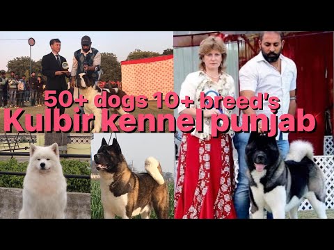 Kulbir kennel | kauri Khanna | punjab