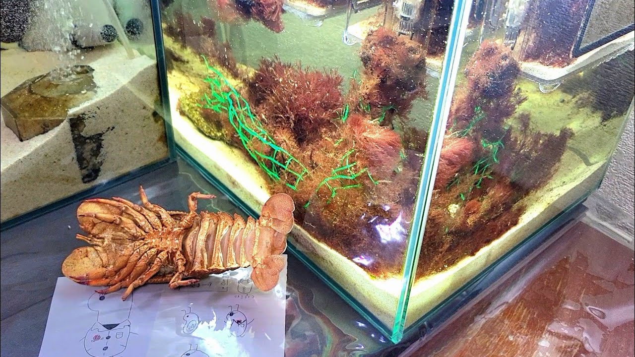 誰もが知らずに食べてるワレカラ探し→【感動】セミエビ！