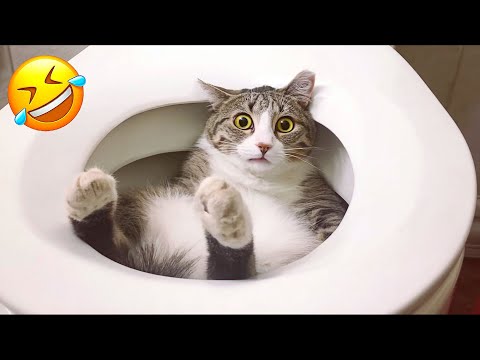 Essayer de ne pas rire les animaux les plus drôles 2025 partie 8