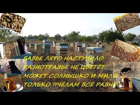 Пасека в сентябре, бабье лето