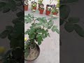 If Rose Plant Not Flowering Or Budding Then Do This