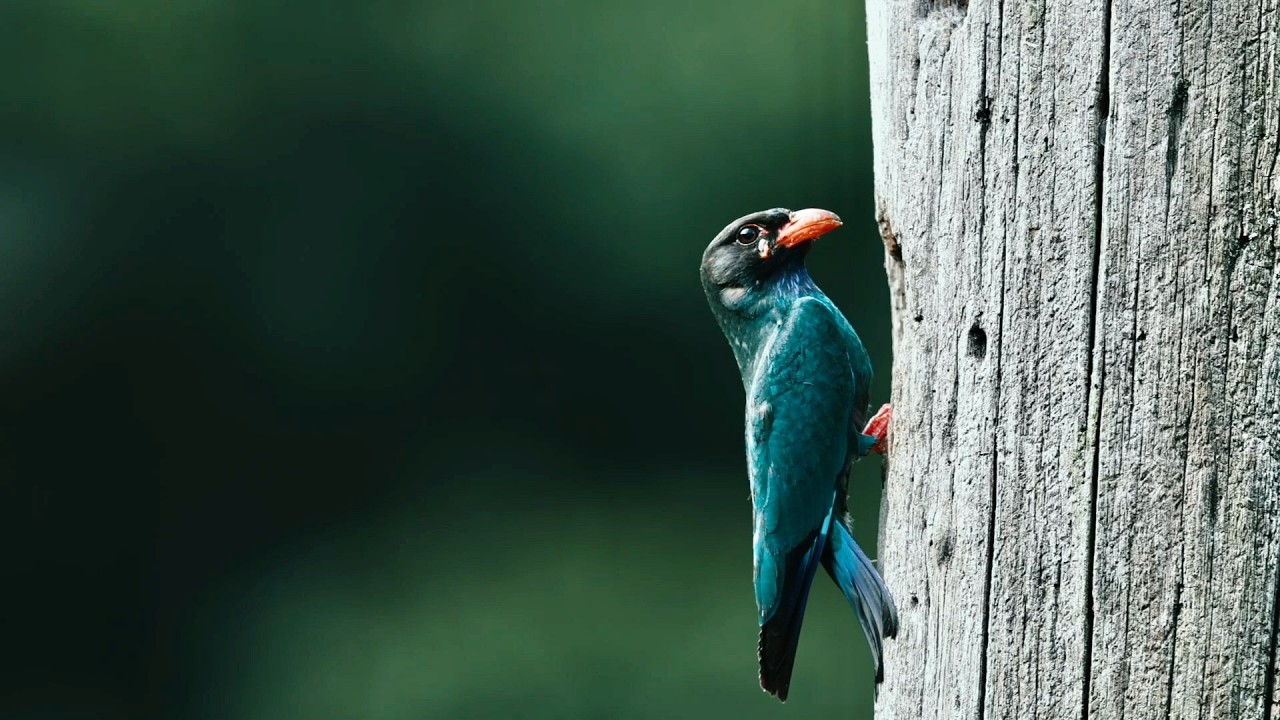 Bajo las alas | Ruta migratoria de aves de Asia del Este-Australasia