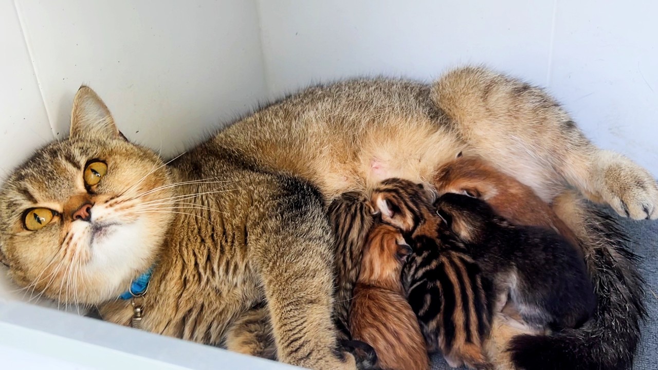Cat gave birth to 5 multi-colored kittens