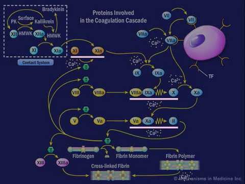 The Coagulation Cascade