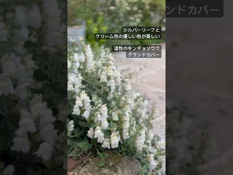 あなたの家に採用すべきメンテナンスフリーの永続的なグランドカバーはどれですか?あなたにおすすめのトップ 3!  庭園