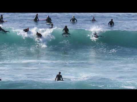 Swami's Encinitas Surfers, Dolphins, Pelicans