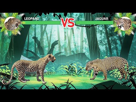 Leopard Vs Jaguar