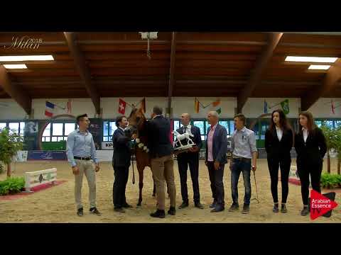 N.65 MASHKORA AL SHAQAB - Milan 2018 - Senior Mares Championship (Class 19) 2nd place