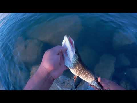 Catching 10 Northern Pike in 20 minutes/ How to catch Pike with lures easily, Vlogger John 2020