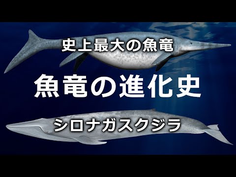 ハイララナ ガラメンシスについて詳しく解説