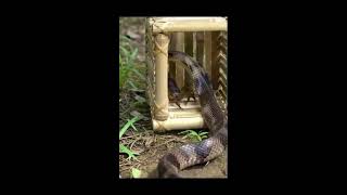 Download lagu Detik detik cobr4 terperangk4p umpan Kal4jengk mp3 Download lagu Detik detik cobr4 terperangk4p umpan Kal4jengk mp3