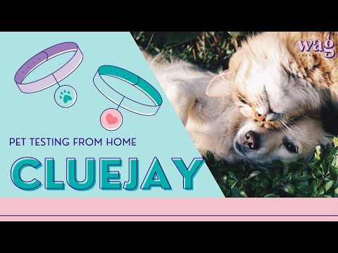 My Simple Pet Lab Review: How to Take a Dog Stool Sample At Home