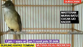 Download lagu Masteran Burung Kapas Tembak Gacor durasi panjang full ngepik panjang beset tembakan pilihan juri mp3