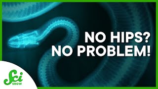 No Hips, No Problem: Better Hip Replacements From Snakes