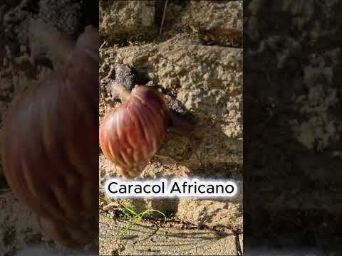 Caracolí - Antioquia