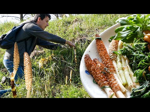 Foraging for Field Horsetail & Other Wild Edible Plants