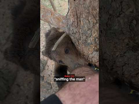 Two Bears. One Tree. Nowhere To Go. 😳