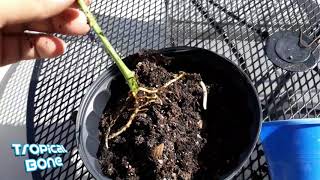 How to clone a tree branch with root hormone!