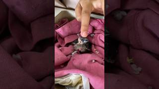 Download lagu Keeping a baby sparrow that fell from its nest #kokkalai #2024 #sparrow #babybird mp3