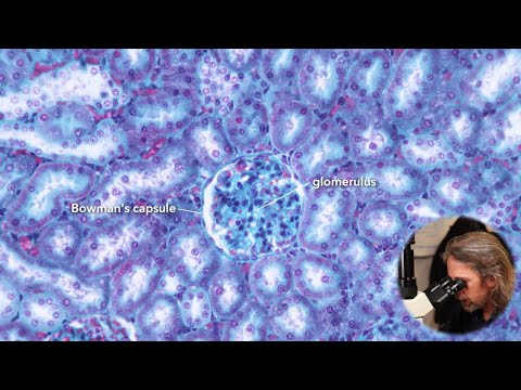 Histology of the kidney