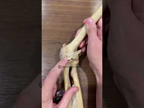 Ulnar Collateral Ligament