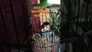 Download lagu BURUNG MANTENAN NGEKRII#COCOK BUAT#MANTENAN BAHAN JADI GACOR#BURUNG MANTENAN GUNUNG. mp3