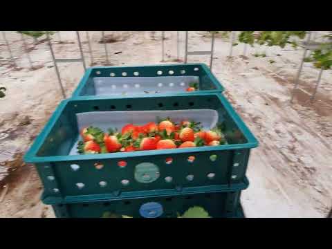 January 8, 2024 Paju Strawberries in Paju