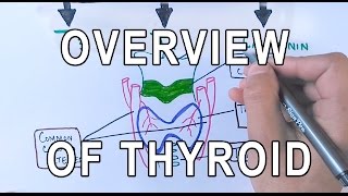 Thyroid Gland | Structure , Functions & Diseases