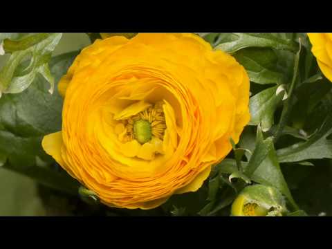Flowers Blooming-Timelapse |Watch  Flower Bloom Timelapse|Flowers Growing & Blooming