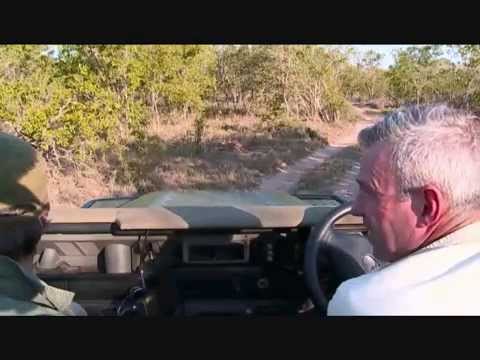 PM Safari Drive at Djuma and Arathusa , Wild Dog's on a hunt Nov 08, 2014