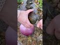 finding huge pearl inside clam😳😳😳😳😳😳