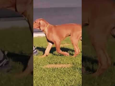 Rhodesian Ridgeback puppy for sale