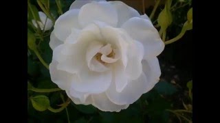 Quinn n Ramblin Bill  &quot;When the Healing has Begun&quot;