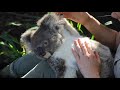 KOALA CUDDLES