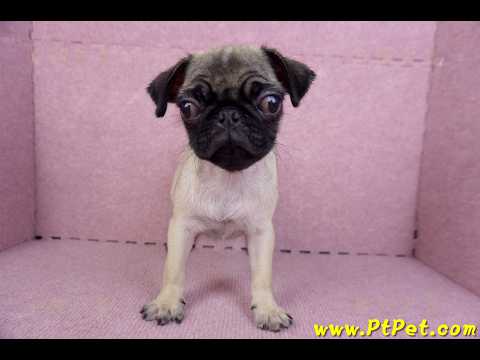 09/08巴哥母幼犬(花蓮玉里)