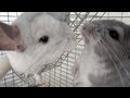 Chinchilla Barking & Fighting!