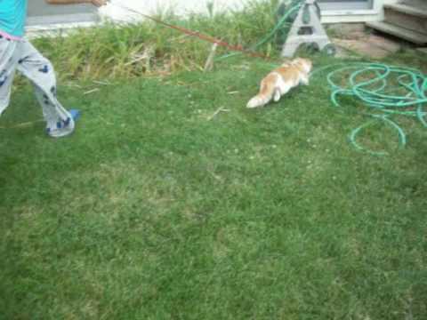 luciana the cat running