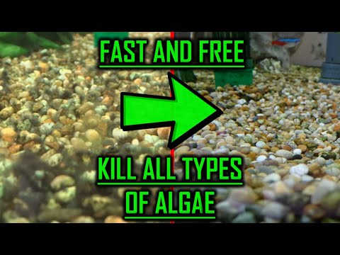 HOW TO KILL ALGAE | FAST AND FREE