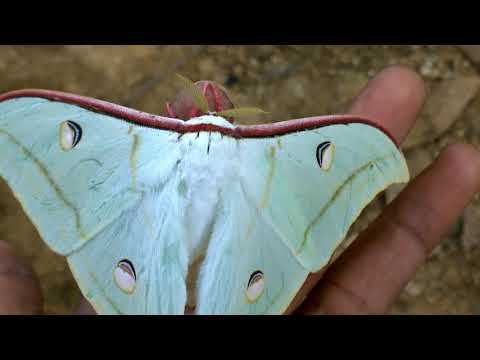 Actias selene Butterfly🦋🦋🦋🦋🦋