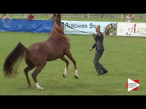 Chantilly 2016 AHO World Cup - CLASS 4