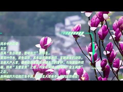 玉兰树风水