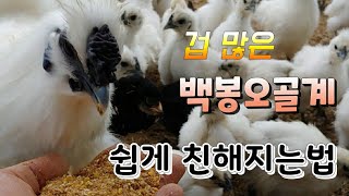 겁 많은 백봉오골계와 쉽게 친해지는법 닭 기우기