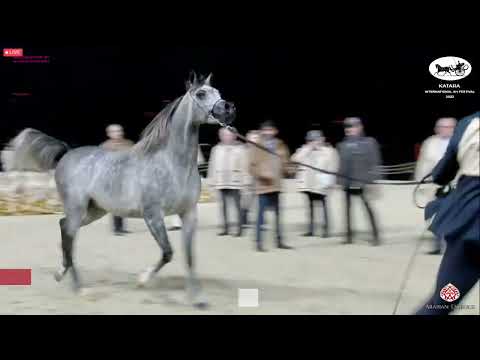 N 436 NAWAF AL SRAIYA   Katara Int  Arabian Horse Festival 2022   Stallions 4 6 Years Old Class 10