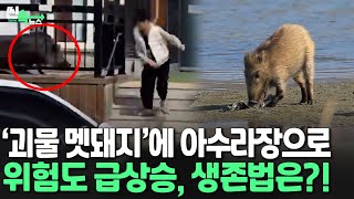 [씬속뉴스] ‘괴물 멧돼지’ 출몰로 순식간에 ‘아수라장’…봄철 위험도 급상승, 생존법은? / 연합뉴스TV (YonhapnewsTV)