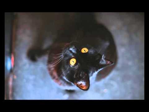 Paindrumkillerbass - mindifferent