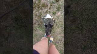 Video preview image #1 Labrador Retriever-Unknown Mix Puppy For Sale in Hillsboro, NH, USA