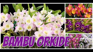 DENDROBİUM (BAMBU) ORKİDE BAKIMI 🌾 KOKULU ORKİDE