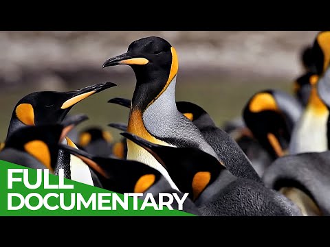 Furious Fifties Summer in the Wild South Atlantic
